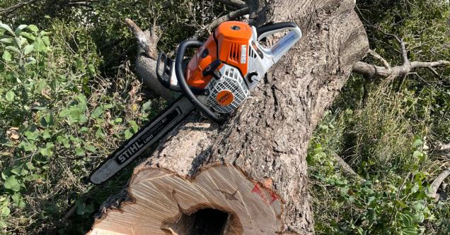 Seasonal Tree Maintenance in Des Moines IA