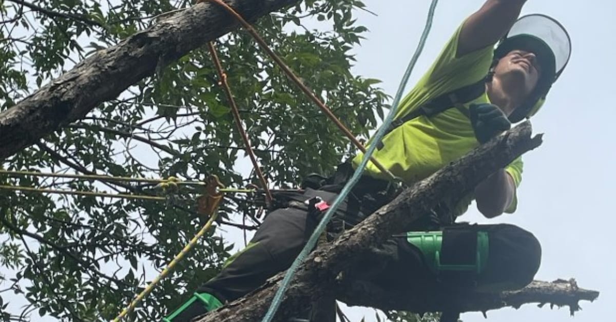 Commercial Tree Services