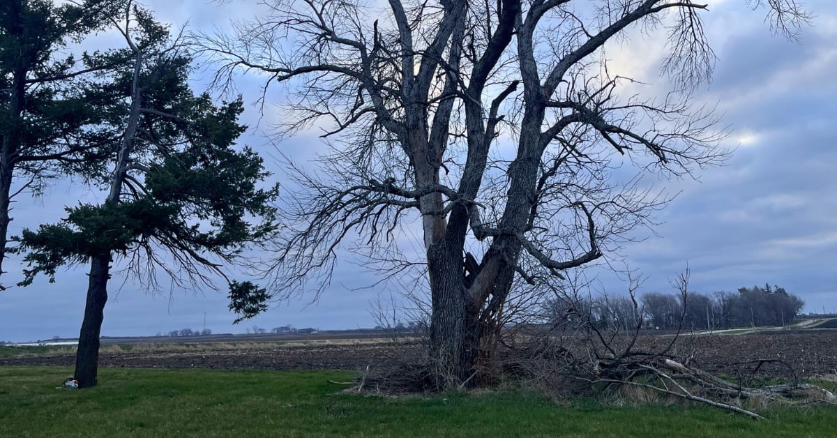 Hazard Tree Evaluation
