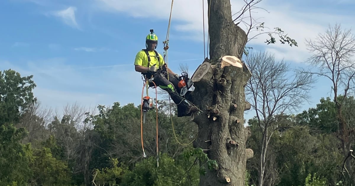 Large Tree Emergency Extraction