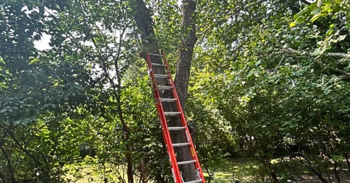 Overgrowth Management