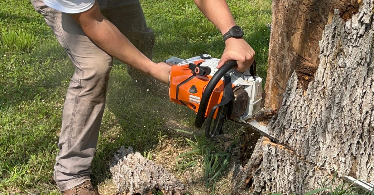 Urgent Risk Tree Removal